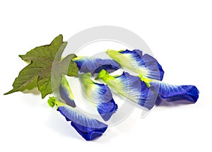 Flowers made Ã¢â¬â¹Ã¢â¬â¹of herbs